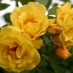 Golden Sarmaşık ''KORrogilo'' Bred by Wilhelm Kordes III (1953 - 2016) (Germany, 1996) 8