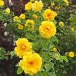 Golden Sarmaşık ''KORrogilo'' Bred by Wilhelm Kordes III (1953 - 2016) (Germany, 1996) 7