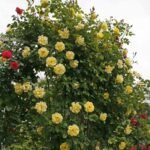 Golden Sarmaşık ''KORrogilo'' Bred by Wilhelm Kordes III (1953 - 2016) (Germany, 1996) 3