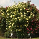 Golden Sarmaşık ''KORrogilo'' Bred by Wilhelm Kordes III (1953 - 2016) (Germany, 1996) 5