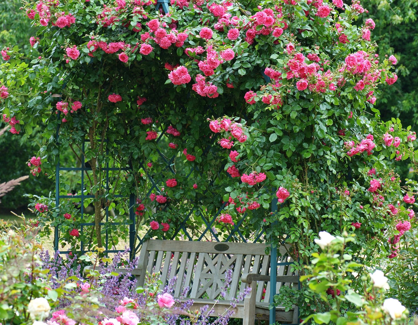 Rose "Laguna"