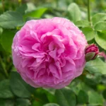 Louise Odier (Bourbon, Margottin, 1851) Bred by Jacques-Julien Margottin père (1817-1892) (France, circa 1848). 6