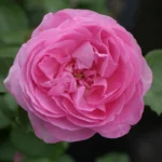 Louise Odier (Bourbon, Margottin, 1851) Bred by Jacques-Julien Margottin père (1817-1892) (France, circa 1848). 2
