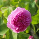 Louise Odier (Bourbon, Margottin, 1851) Bred by Jacques-Julien Margottin père (1817-1892) (France, circa 1848). 9