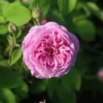 Louise Odier (Bourbon, Margottin, 1851) Bred by Jacques-Julien Margottin père (1817-1892) (France, circa 1848). 5