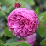 Louise Odier (Bourbon, Margottin, 1851) Bred by Jacques-Julien Margottin père (1817-1892) (France, circa 1848). 7