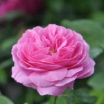 Louise Odier (Bourbon, Margottin, 1851) Bred by Jacques-Julien Margottin père (1817-1892) (France, circa 1848). 3