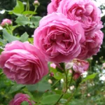 Louise Odier (Bourbon, Margottin, 1851) Bred by Jacques-Julien Margottin père (1817-1892) (France, circa 1848). 1