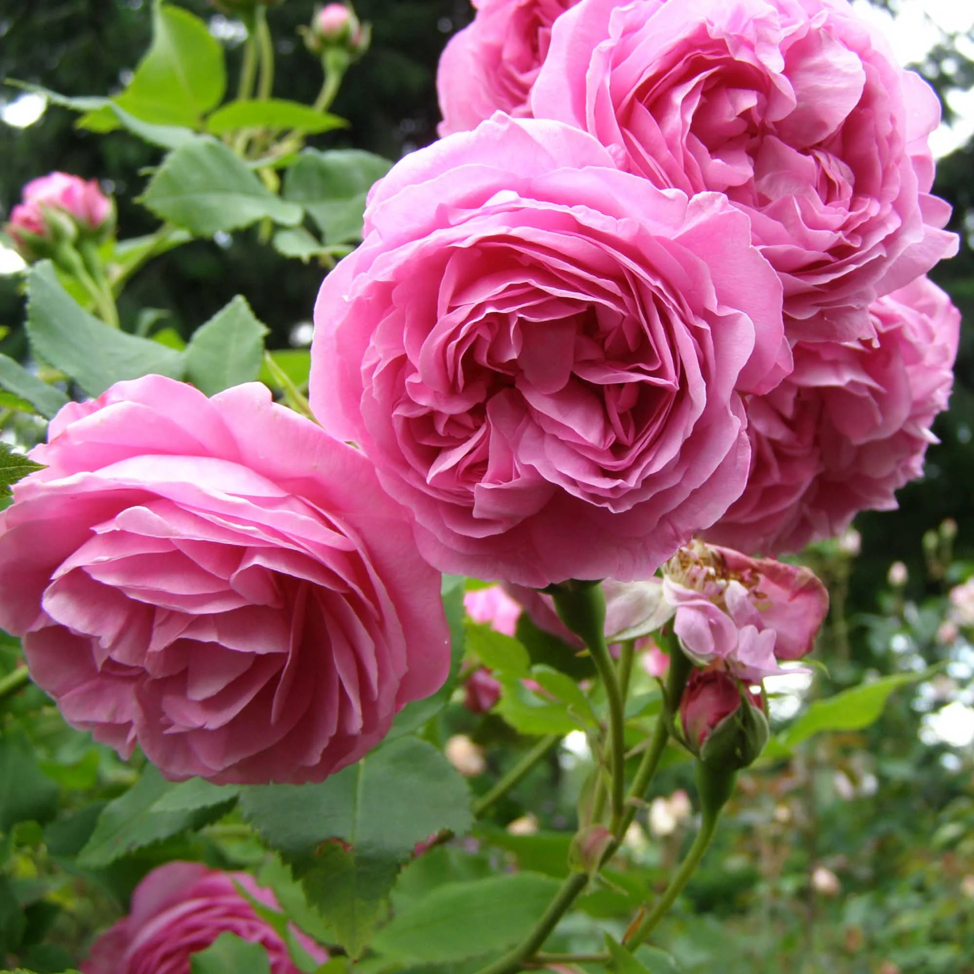 Louise_Odier-9-PDP.jpg