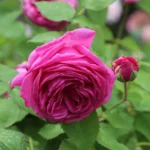 Mme. Isaac Pereire Bred by Armand Garçon (France, 1876). 2