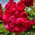 Eden Climber Red® Sarmaşık (Meidrason) Bred by Alain Meilland (France, 1995). 4