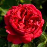 Eden Climber Red® Sarmaşık (Meidrason) Bred by Alain Meilland (France, 1995). 6