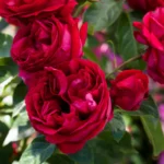 Eden Climber Red® Sarmaşık (Meidrason) Bred by Alain Meilland (France, 1995). 9