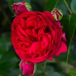 Eden Climber Red® Sarmaşık (Meidrason) Bred by Alain Meilland (France, 1995). 8