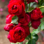 Eden Climber Red® Sarmaşık (Meidrason) Bred by Alain Meilland (France, 1995). 7