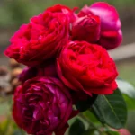 Eden Climber Red® Sarmaşık (Meidrason) Bred by Alain Meilland (France, 1995). 2