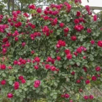 Eden Climber Red® Sarmaşık (Meidrason) Bred by Alain Meilland (France, 1995). 3