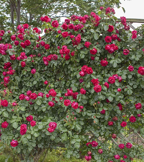 Red_Eden_008-1