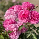 Yves Piaget ® (hybrid tea, Meilland, 1975/83) 7