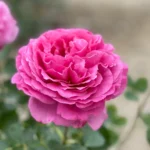 Yves Piaget ® (hybrid tea, Meilland, 1975/83) 8