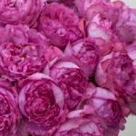 Yves Piaget ® (hybrid tea, Meilland, 1975/83) 2