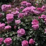 Yves Piaget ® (hybrid tea, Meilland, 1975/83) 6