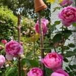 Royal Jubilee (Auspaddle) 5