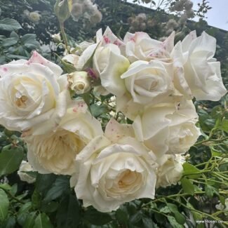 Aşılı Bahçe Gülleri & Gül Fidanı Çeşitleri | RosaDelAmore 79 Bahçe gülleri