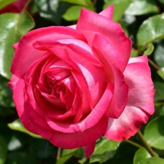 Aşılı Bahçe Gülleri & Gül Fidanı Çeşitleri | RosaDelAmore 85 Bahçe gülleri