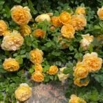 Golden Celebration® (Ausgold) 2