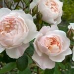 Desdemona™ (Auskindling) 4