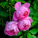 Royal Jubilee (Auspaddle) 4