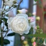 Desdemona™ (Auskindling) 3