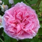 Comte de Chambord Bred by Français-André Robert (France, before 1852). Damask Perpetual, Portland. 10