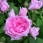 Comte de Chambord Bred by Français-André Robert (France, before 1852). Damask Perpetual, Portland. 8