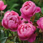 Royal Jubilee (Auspaddle) 1