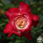 Double Delight Bred by A.E. & A.W. Ellis (United States, before 1976). 3