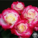 Double Delight Bred by A.E. & A.W. Ellis (United States, before 1976). 1