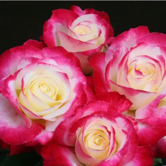 Double Delight Bred by A.E. & A.W. Ellis (United States, before 1976).