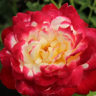Aşılı Bahçe Gülleri & Gül Fidanı Çeşitleri | RosaDelAmore 92 Bahçe gülleri
