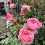 Strawberry Hill (Ausrimini) 5