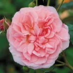 Strawberry Hill (Ausrimini) 9
