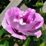 Blue Eyes ® Bred by Peter J. James (United Kingdom, 2004) 10