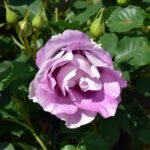 Blue Eyes ® Bred by Peter J. James (United Kingdom, 2004) 7