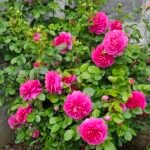 Princess Anne (Auskitchen) 7
