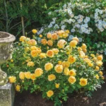 Golden Celebration® (Ausgold) 6