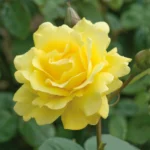 Golden Sarmaşık ''KORrogilo'' Bred by Wilhelm Kordes III (1953 - 2016) (Germany, 1996) 1