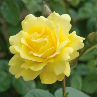 Aşılı Bahçe Gülleri & Gül Fidanı Çeşitleri | RosaDelAmore 81 Bahçe gülleri