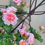 Strawberry Hill (Ausrimini) 6