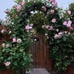 Strawberry Hill (Ausrimini) 2
